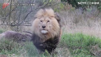 攝影師驚險直擊　獅王張牙怒衝鏡頭