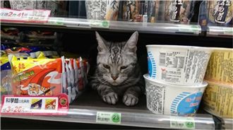 超商泡麵區驚見這個　網：我要買十隻