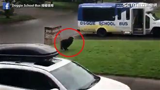 汪星人興奮搖屁屁　秒衝校車超雀躍