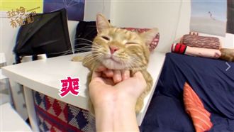 喵星人不給碰？飼主教你「摸摸步驟」
