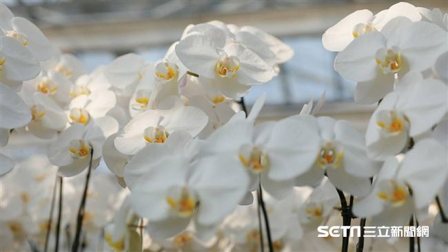 欠錢莊7億　傳「蘭花大王」跑路失聯