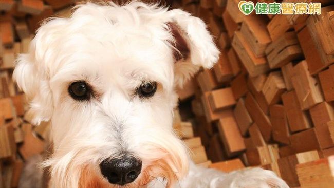 當毛小孩有心臟病　飼主應該怎麼辦？