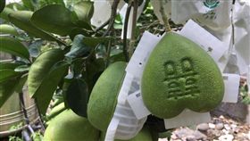八里心型文旦柚，愛心形狀吸睛，應景搭上七夕情人節。