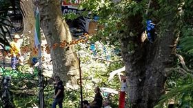 葡萄牙,教堂,大樹,倒塌,意外（圖／翻攝自推特）