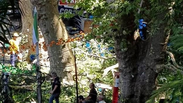 葡萄牙大樹突倒塌　11人當場被壓死