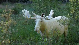 瑞典發現純白駝鹿（moose）。（圖／翻攝自Hans Nilsson臉書）
