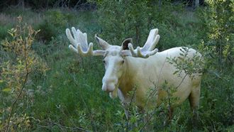 巧遇「森林之王」　純白駝鹿美到屏息
