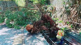 台鐵深澳線路樹倒塌／台鐵提供