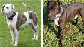 合成圖 比特犬（翻攝自維基百科）