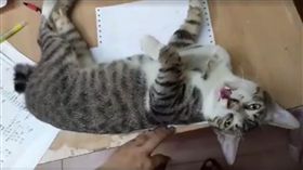 鏟屎官工作被打擾微崩潰　網友紛po喵星人干擾工作受害照（圖／翻攝自《貓咪也瘋狂俱樂部》臉書）