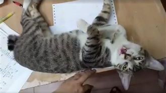 喵星人頻頻撒嬌　主人推開慘被怒罵