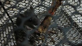 捕鼠籠抓貓(PTT)