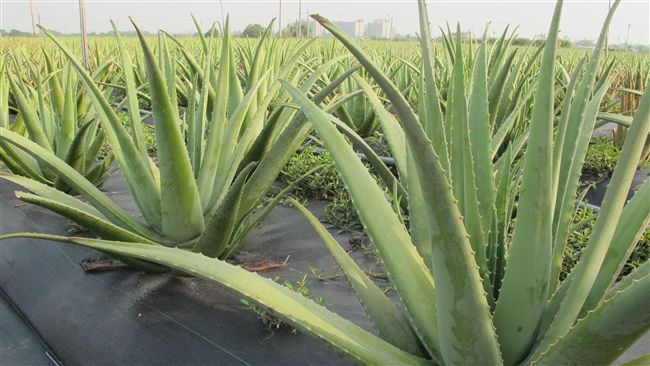 驚！沙漠來的寶藏　可以喝的美白聖品