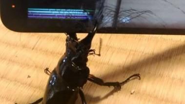 手機PK鍬形蟲…牠才一夾螢幕竟碎了