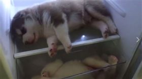 小哈士奇躲冰箱爽吹冷氣。（圖／翻攝自臉書粉專《汪汪仙貝》）