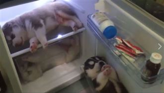 躲冰箱爽吹冷氣　小哈士奇還分上下鋪