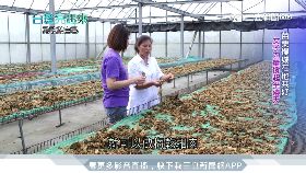紫色夢想蔓延苗栗！女力翻新客家料理