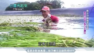 廢棄菸田種水蓮　搖身變美濃新商機！