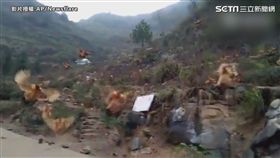 上百隻雞用「飛」的集合。