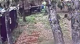 俄羅斯,棕熊,餵食,咬傷（圖／翻攝自YouTube）