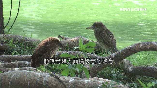 白色排泄物滿地　「鳥便之亂」擾興大