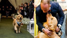 黃金獵犬peanut當花童給主人祝福