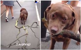 狗,寵物,散步,汪星人,樹枝,樹,拖鞋,叼（組合圖／翻攝自The Dodo臉書）