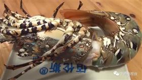 福建,中國大陸,龍蝦,神蝦,中華錦繡龍蝦／翻攝自寧德電視台微信