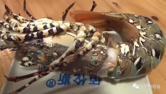 450萬神蝦養海鮮池　5天就死了