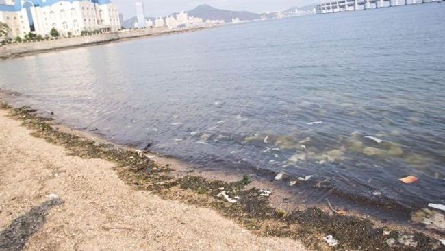 帶血衛生棉蔓延海岸　還撈起曬後再賣