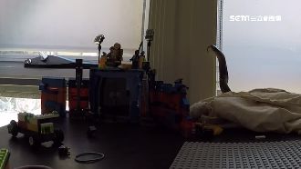 大蛇藏在樂高旁！專家：牠世界第2毒