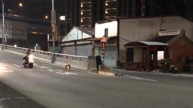 員警鳴笛閃燈逆向下橋　原因充滿洋蔥