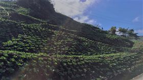 高麗菜,海拔,高山,台灣生態學會,楊國禎,水土保持,熱帶,血肉,蔬果　圖／翻攝自台灣生態學會理事長楊國禎臉書https://goo.gl/CwumMd