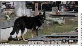 忠犬,阿根廷,狼犬,守候,忠心,狗狗（圖／翻攝自Daily Mail）