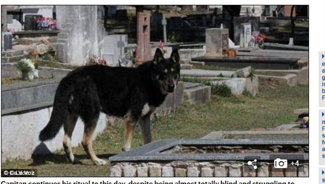 阿根廷版忠犬小八　守主人墓10年
