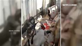 趕不走租霸!養狗臭又髒 女房東:崩潰