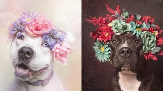 為比特犬發聲：他們需要的是理解