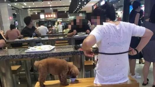 美食街吃飯　情侶竟用公共餐具餵狗