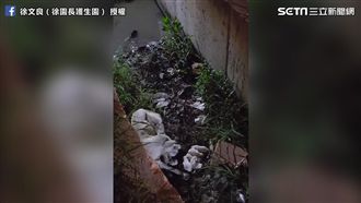 狗媽媽大排生產　10隻幼犬危在旦夕
