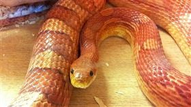 英國,玉米蛇,浴室,房客,Corn Snake,寵物,棄養（圖／攝影者Marcus Ward, Flickr CC License）https://goo.gl/YXpMQr