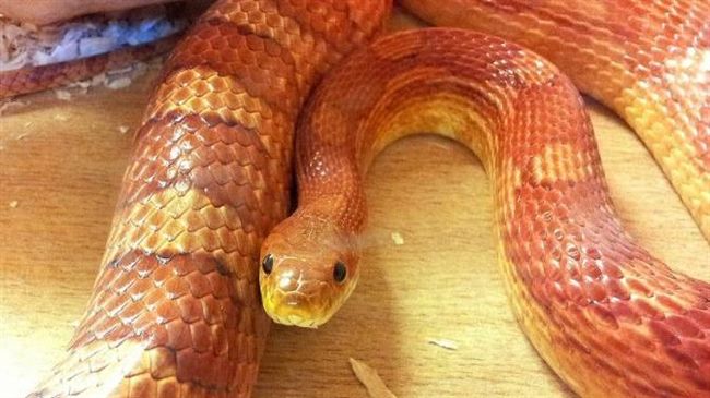 地板下驚見蛇窩…前房客棄養大量繁殖
