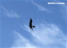 F16戰機彩繪單機特技操演。（記者邱榮吉/攝影）