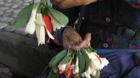 玉蘭花有假? 扶桑花.夜來香混充