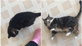 貓,喵星人,寵物,罐罐,詐騙集團,摔倒,假意外（圖／翻攝自Imgur）