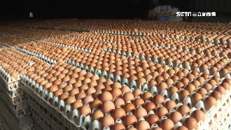雞蛋價暴漲至1斤43元！關鍵原因曝