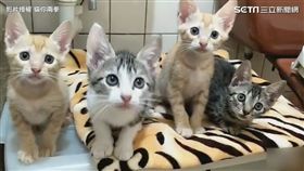 萌萌噠！小貓咪神同步擺頭　網友：太犯規！快抱緊處理