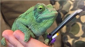 變色龍,蜥蜴,武器,玩具,Emma Ward　圖／翻攝自推特