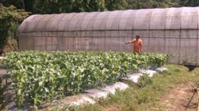 內湖,向日有機農場,毒癮,農業(圖／實習記者李詩敏攝影)