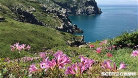 東引島紅藍石蒜。（圖／翻攝自馬祖愛趴GO）