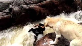 生死一瞬間！勇汪急流奮力救同伴